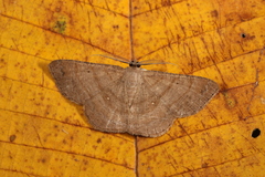 Parilexia cermala