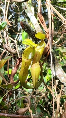 Nepenthes sanguinea