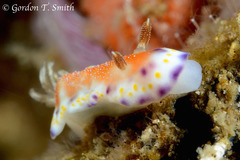 Goniobranchus collingwoodi