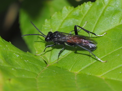 Macrophya blanda