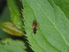 Beris schaposchnikowi