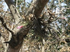 Anoplophytum