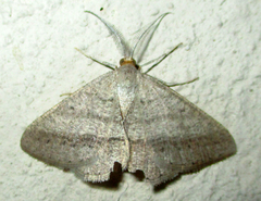 Isturgia catalaunaria