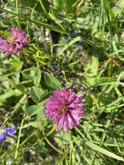 Trifolium pratense
