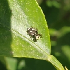 Heliophanus apiatus