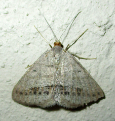 Isturgia catalaunaria