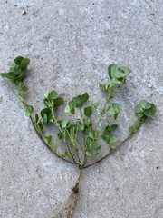 Medicago coronata