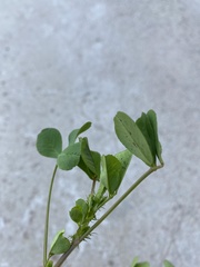 Medicago coronata