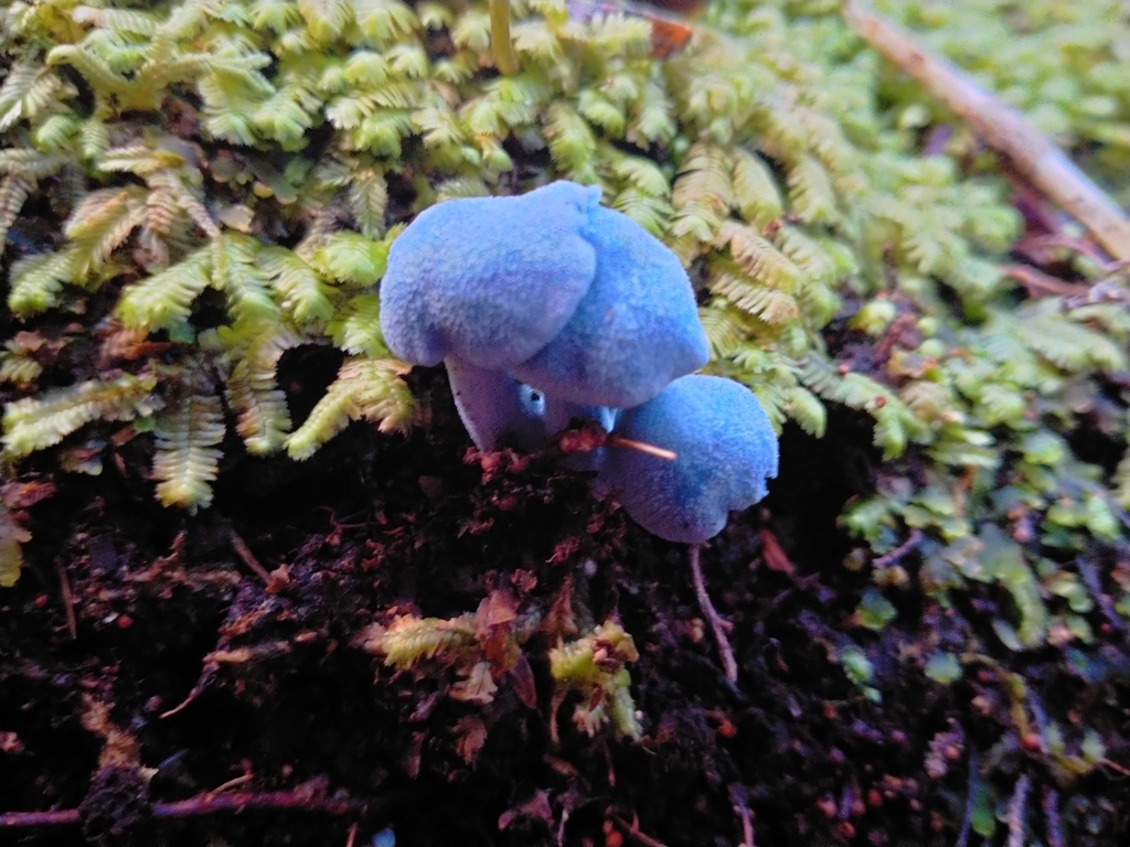 blue pinkgill from Southland 9881, New Zealand on May 11, 2022 at 01:26 ...