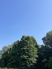 Aesculus hippocastanum