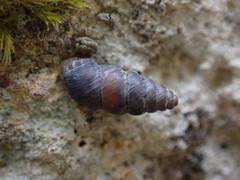 Chondrina avenacea