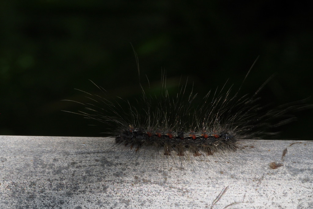Spilosoma imparilis