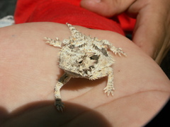 Phrynosoma coronatum