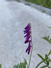 Vicia villosa