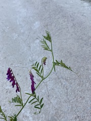 Vicia villosa