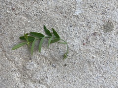Vicia villosa