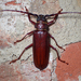 Brown Prionid Beetle - Photo (c) John P Friel, some rights reserved (CC BY), uploaded by John P Friel