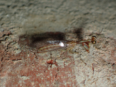 Leptomantispa pulchella