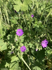 Geranium nodosum