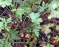 Pararge aegeria tircis