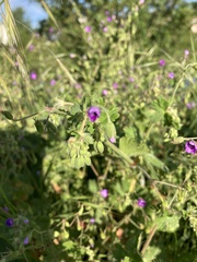 Geranium nodosum