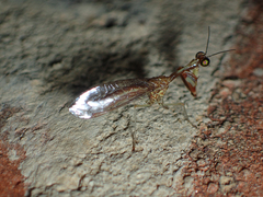 Leptomantispa pulchella