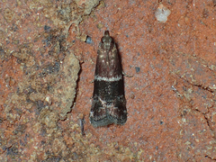 Moodna ostrinella