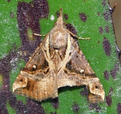 Hypena varialis
