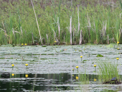 Nuphar variegata