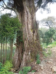 Castanopsis acuminatissima