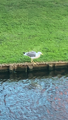 Larus fuscus
