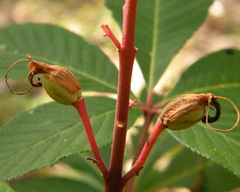 Aesculus pavia image