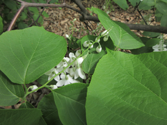 Styrax obassia