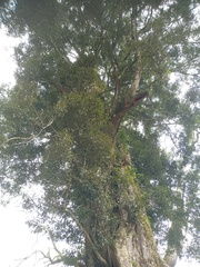 Castanopsis acuminatissima