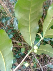 Camellia sinensis image