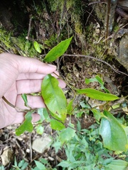 Castanopsis acuminatissima