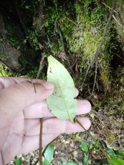 Castanopsis acuminatissima