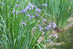 Iris versicolor