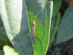 Nephrotoma flavipalpis