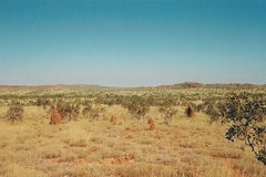 Nasutitermes triodiae