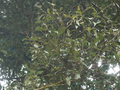 Castanopsis acuminatissima