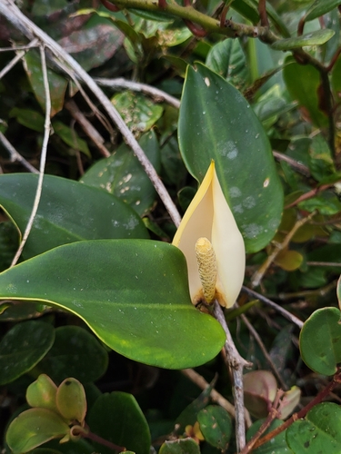 Scindapsus scortechinii