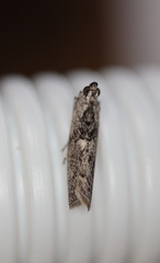 Sciota melanostyla