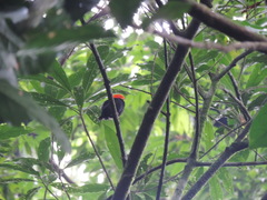 Ceratopipra mentalis