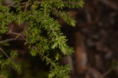 Styphelia margarodes