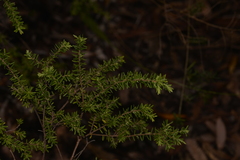 Styphelia margarodes