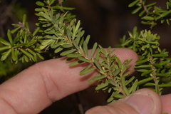 Styphelia margarodes