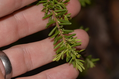 Styphelia margarodes