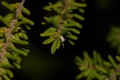 Styphelia margarodes