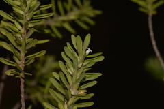 Styphelia margarodes